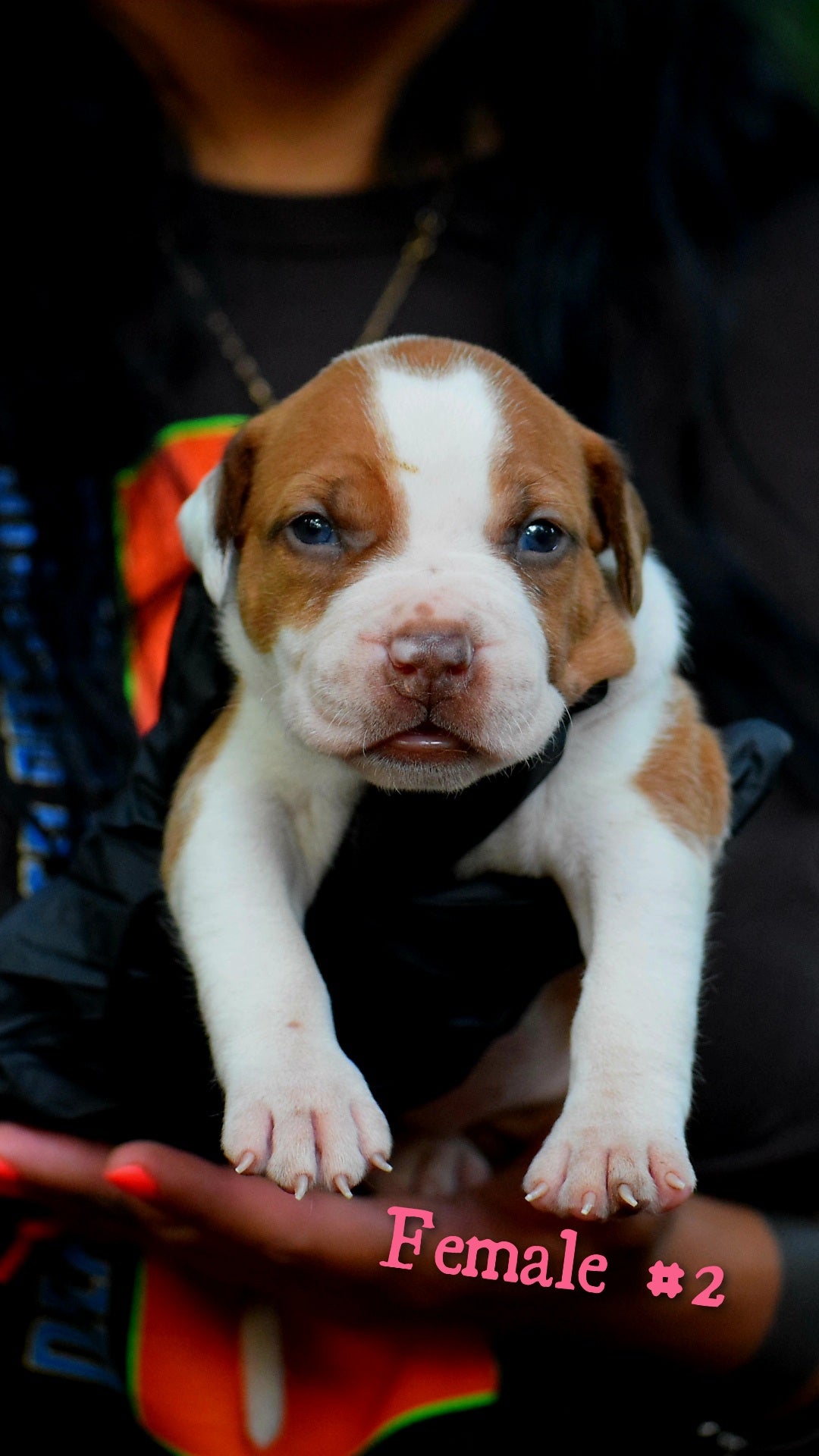 PR Cerberus aka Brandy The Pitbull ⚔ PR BooJee * " PERU " Female 1st pick of the litter * NOW READY