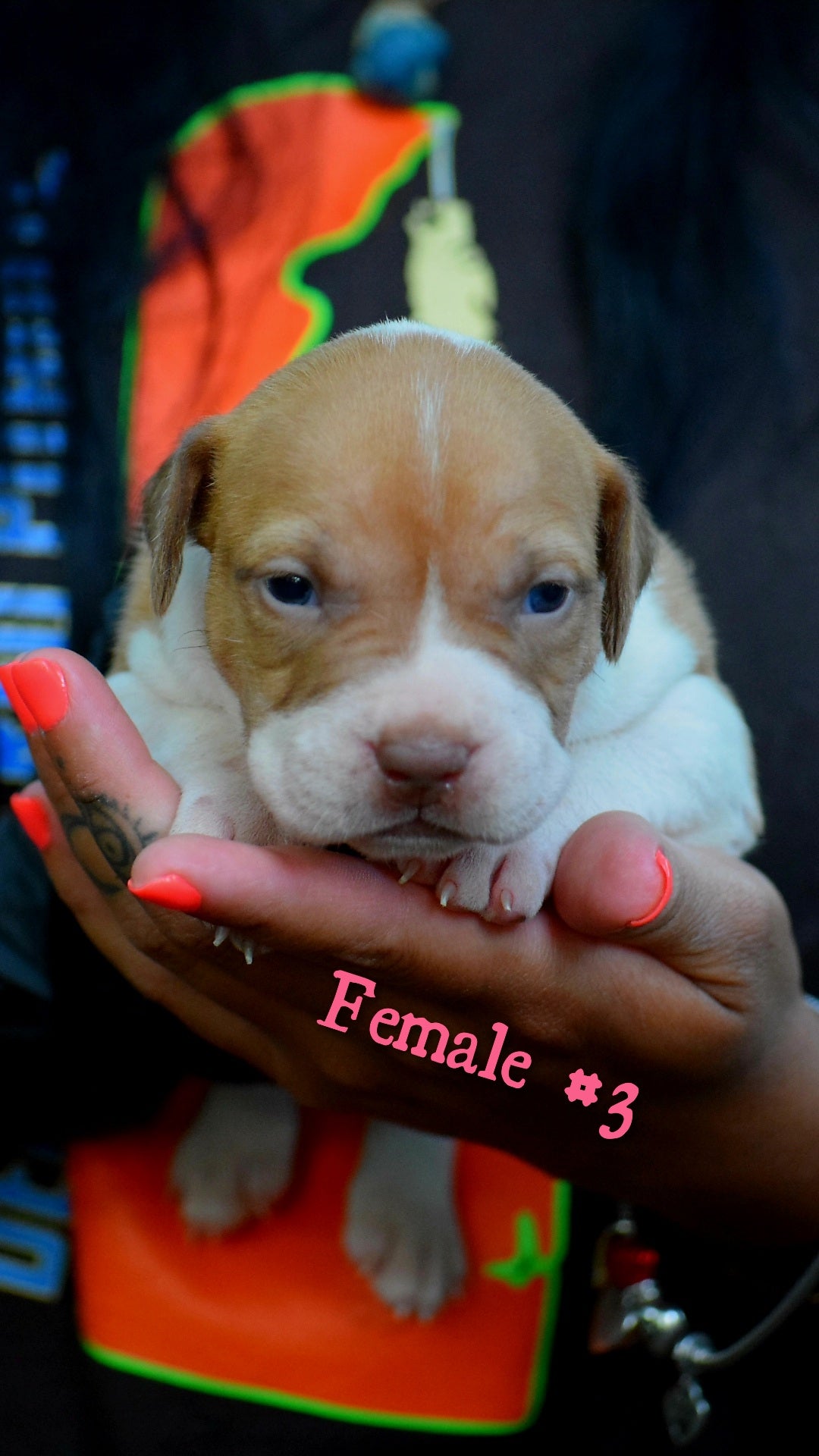 PR Cerberus aka Brandy The Pitbull TM ⚔ PR Boojee daughter * " TINY TINA "  *  NOW READY