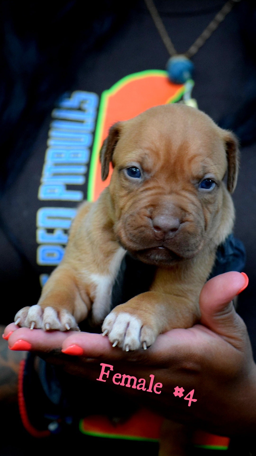 Small Brown Pitbull Puppy Brown Red Fawn Pitbull Puppies For Sale