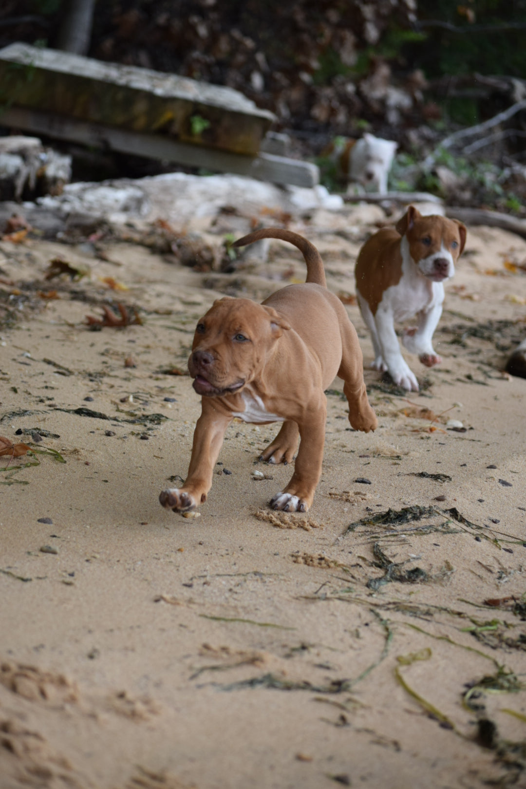 PR Cerberus aka Brandy The Pitbull TM ⚔ PR BooJee Female " La PEARLA " * NOW READY