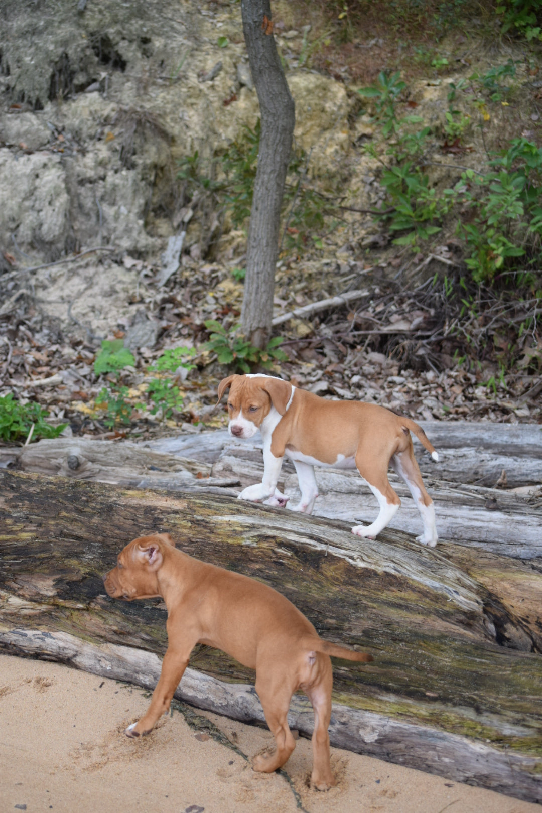 PR Cerberus aka Brandy The Pitbull TM ⚔ PR BooJee Female " La PEARLA " * NOW READY