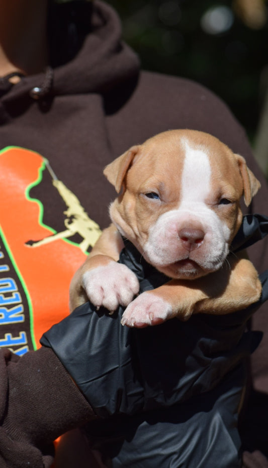 PR The Boo Dogg ⚔ PR Madusa son * Male #1 * EARLY RESERVATION DEPOSIT * DOB: 9/20/25
