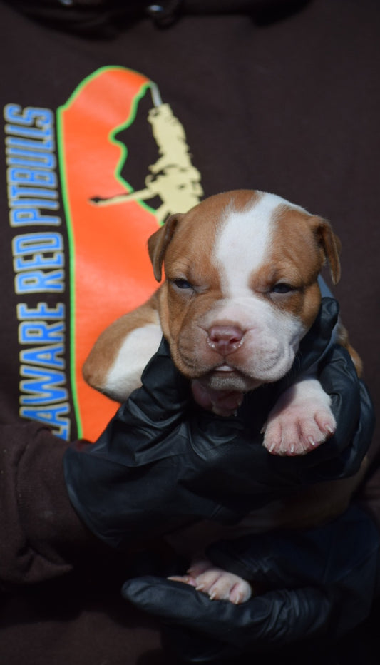 PR The Boo Dogg ⚔ PR Madusa son * Male #2 * EARLY RESERVATION DEPOSIT * DOB: 9/20/25