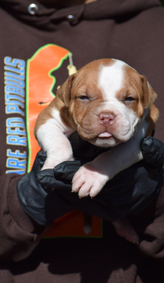 PR The Boo Dogg ⚔ PR Madusa son * Male #2 * EARLY RESERVATION DEPOSIT * DOB: 9/20/25