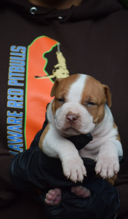 PR The Boo Dogg ⚔ PR Madusa son * Male #3 * EARLY RESERVATION DEPOSIT * DOB: 9/20/25