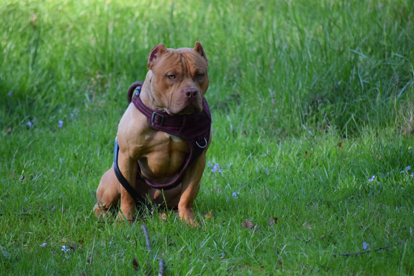 Ferd The Bull PR ⚔ PR BooJee Flash "Winnie" Female #2 - DOB: 10/16/24 * Training included