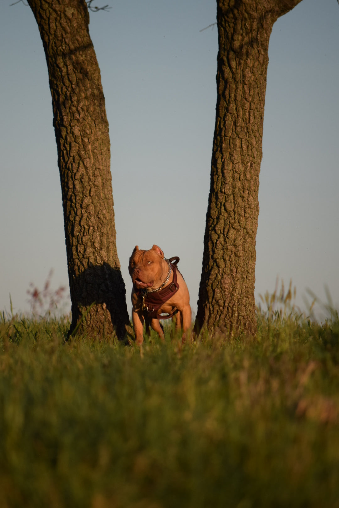 Ferd The Bull PR ⚔ PR BooJee Flash "Winnie" Female #2 - DOB: 10/16/24 * Training included