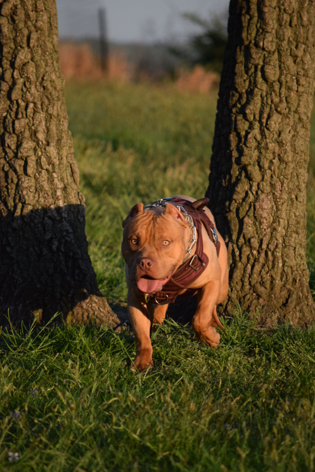 Ferd The Bull PR ⚔ PR BooJee Flash "Winnie" Female #2 - DOB: 10/16/24 * Training included