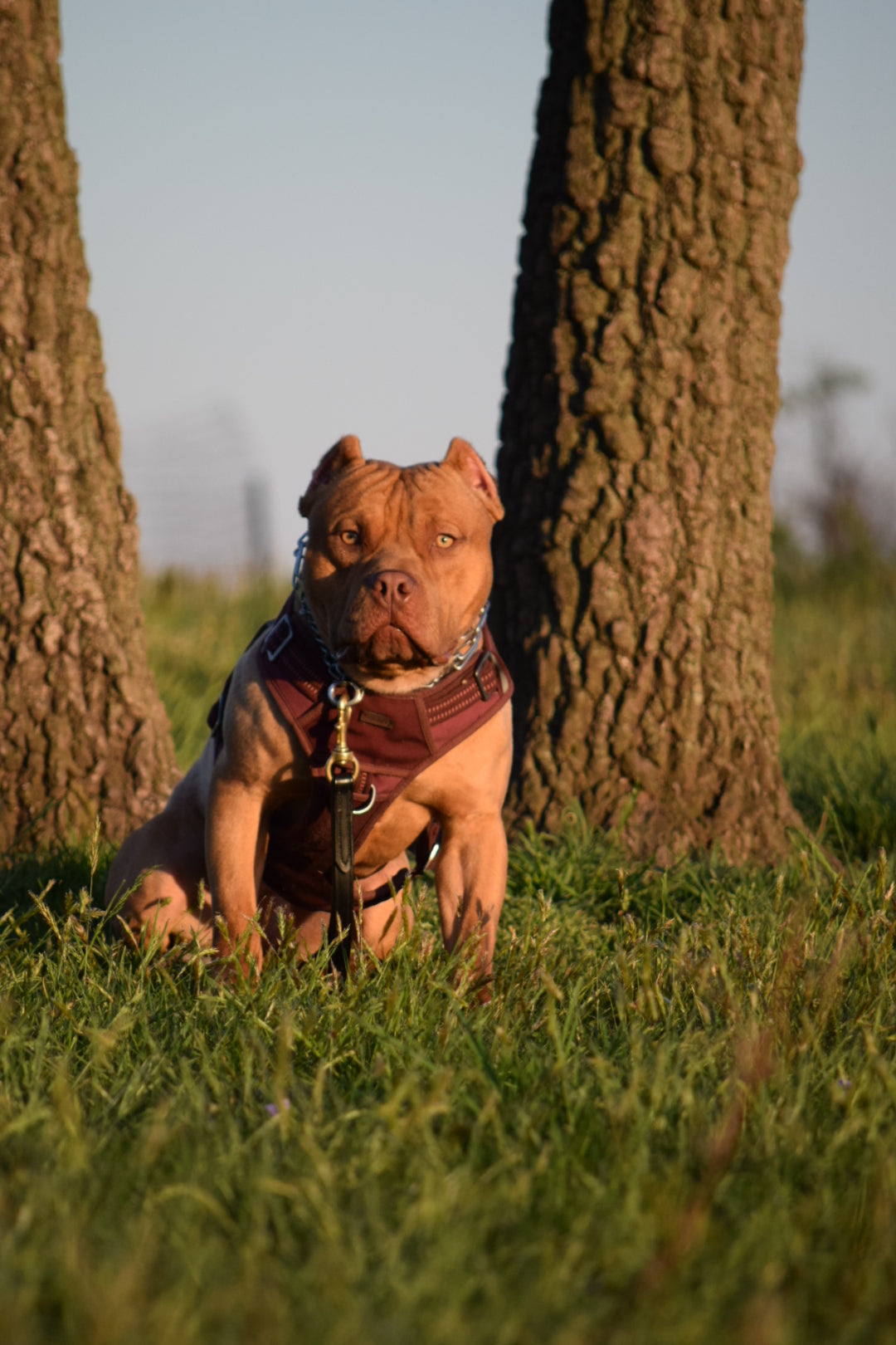 Ferd The Bull PR ⚔ PR BooJee Flash "Winnie" Female #2 - DOB: 10/16/24 * Training included