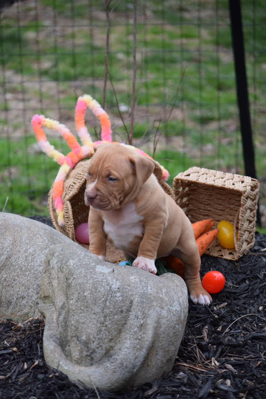 PR Cerberus aka Brandy The Pitbull ⚔ PR BooJee * OMEN * Male #2 * DOB 2/8/26 * SOLD