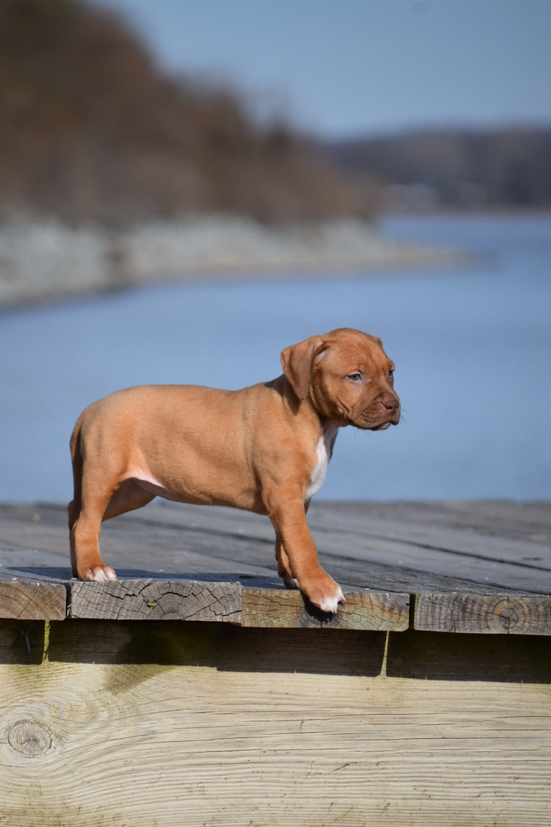 PR Cerberus aka Brandy The Pitbull ⚔ PR BooJee * Cera * DOB 2/8/2026 * NOW AVAILABLE