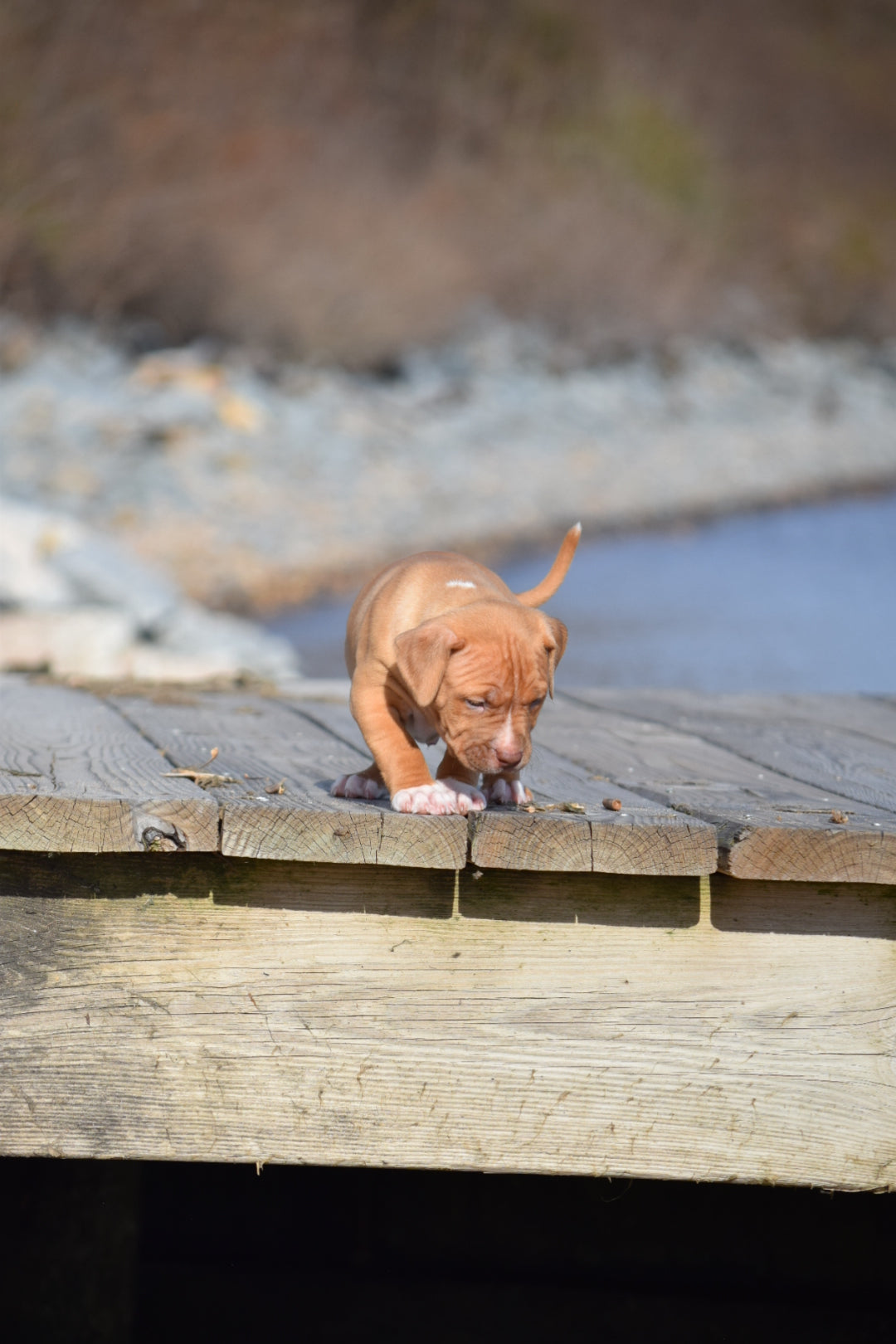 PR Cerberus aka Brandy The Pitbull ⚔ PR BooJee * OMEN * Male #2 * DOB 2/8/26 * SOLD