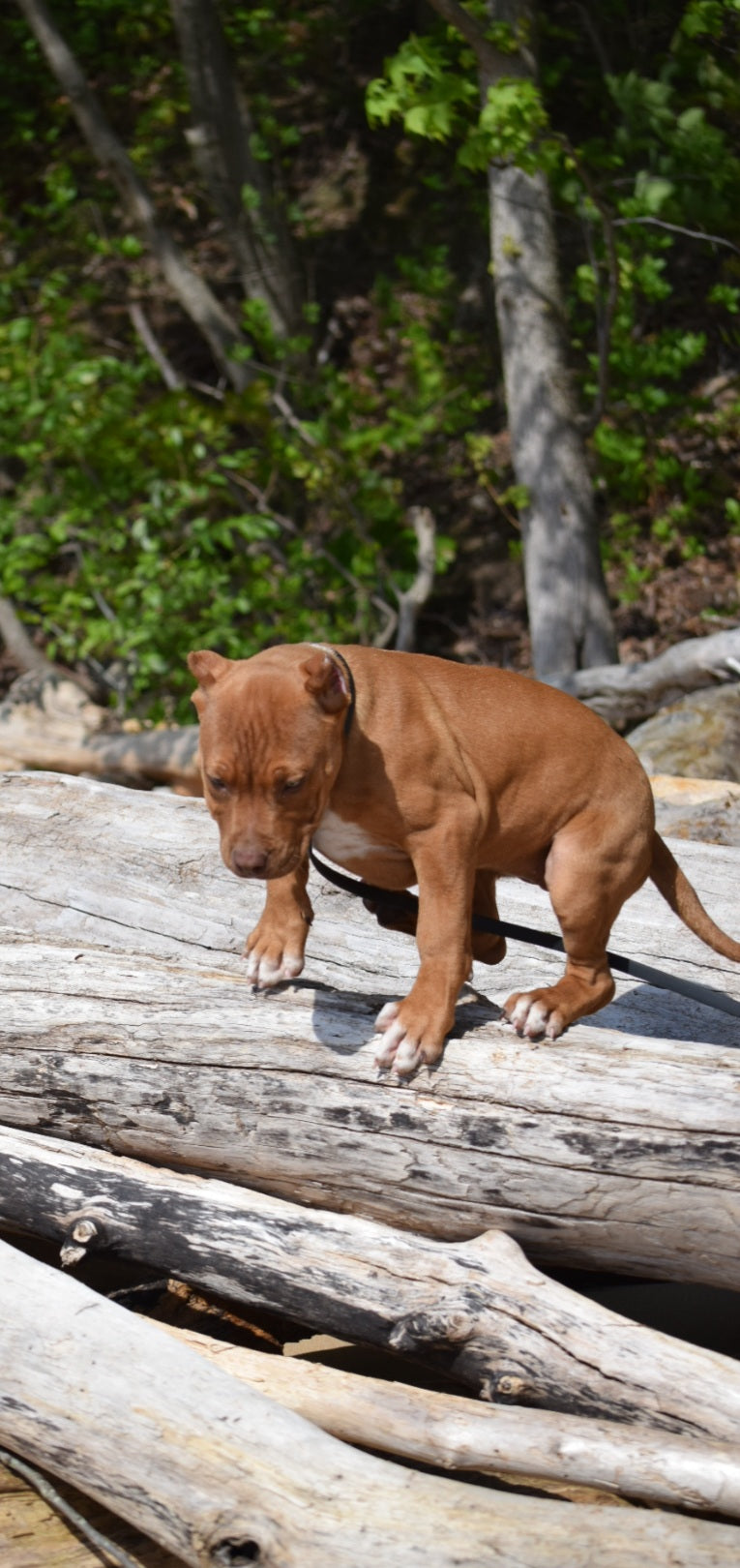 PR Cerberus aka Brandy The Pitbull ⚔ PR BooJee * Cera * DOB 2/8/2026 * NOW AVAILABLE