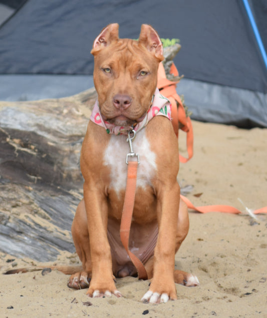 PR Cerberus aka Brandy The Pitbull TM ⚔ PR BooJee * Cera * DOB 2/8/2026 * AVAILABLE w/ Professional Obedience, Environmental, & Desensitizing training