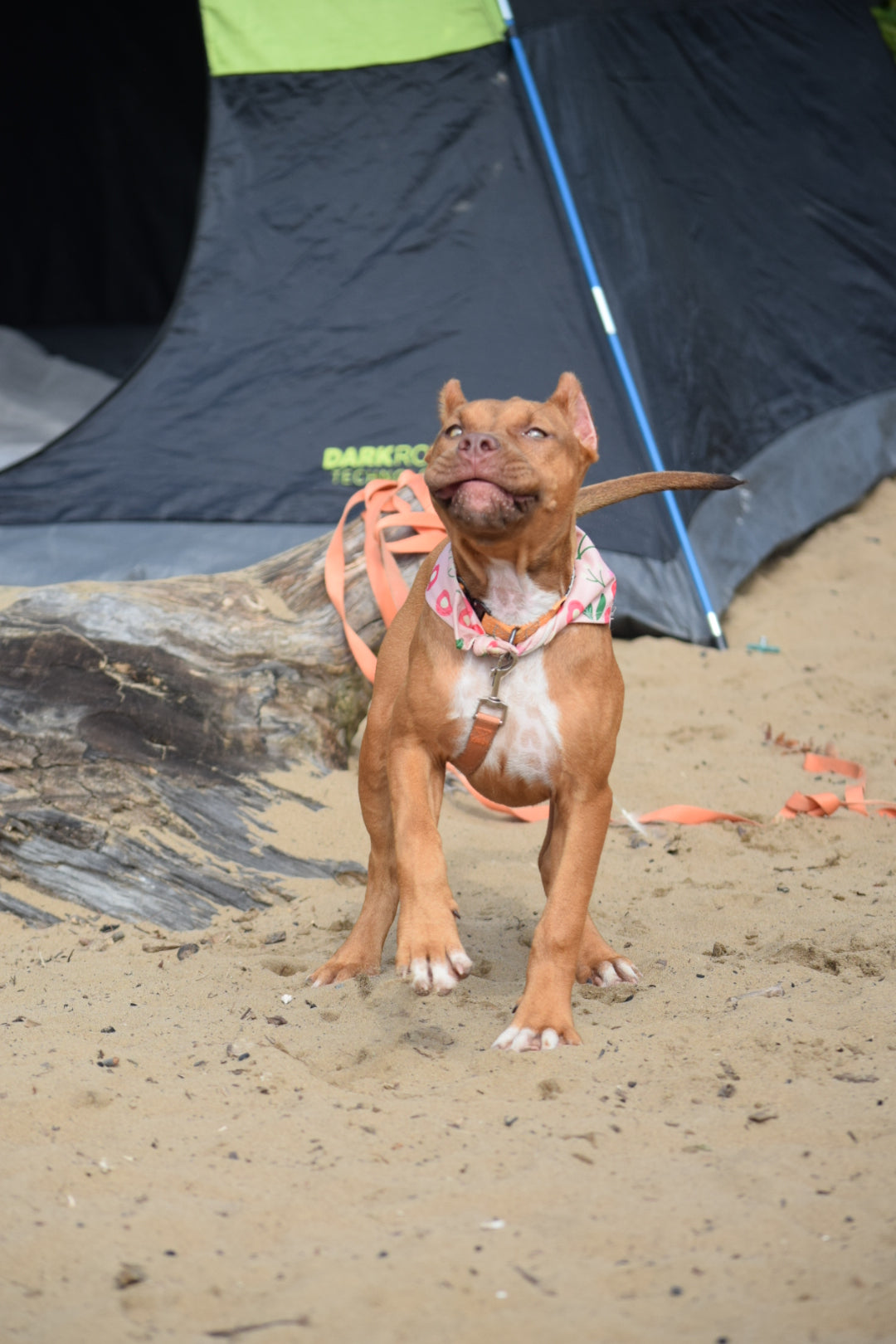 PR Cerberus aka Brandy The Pitbull TM ⚔ PR BooJee * Cera * DOB 2/8/2026 * AVAILABLE w/ Professional Obedience, Environmental, & Desensitizing training