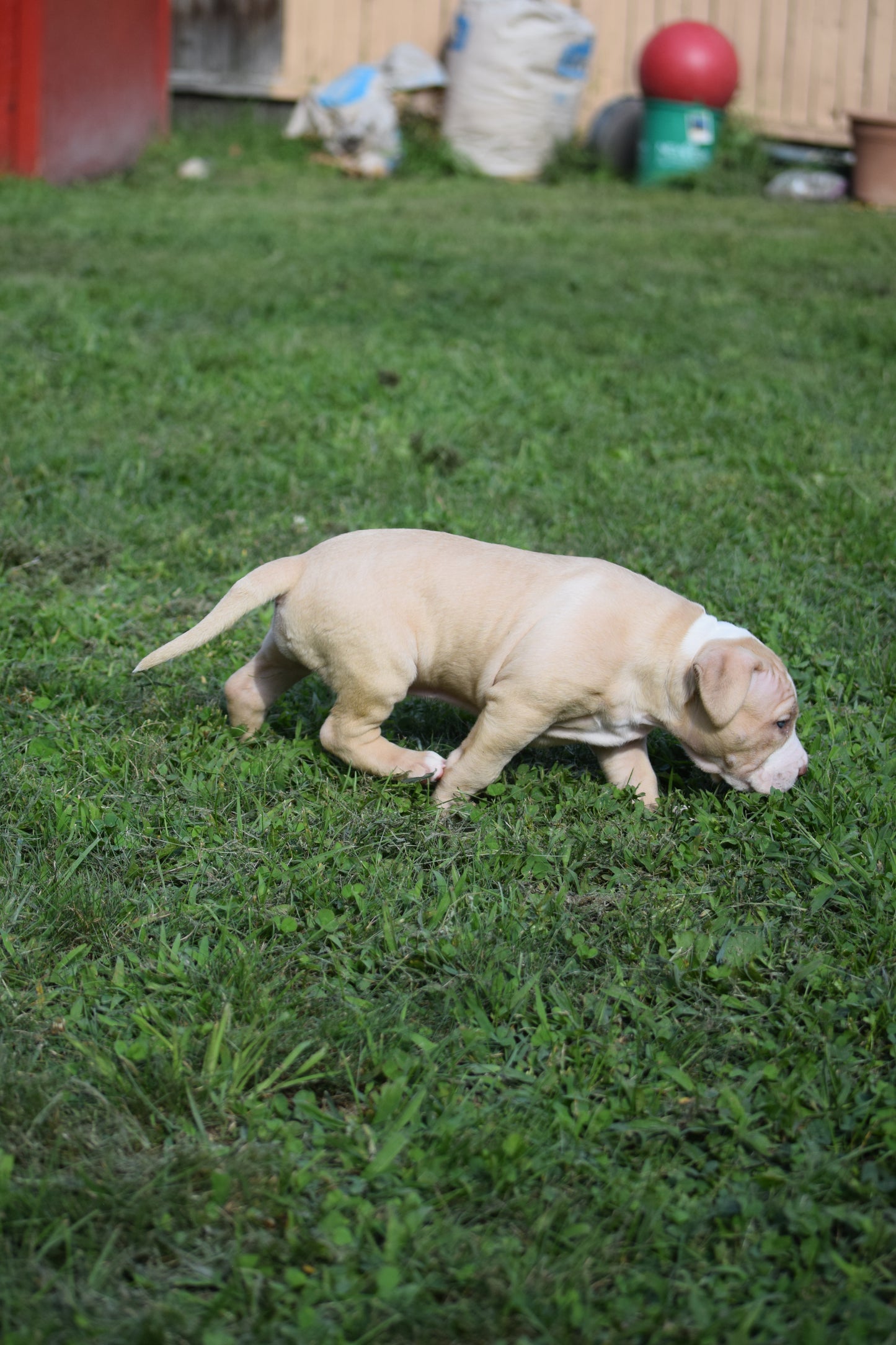 Ferd The Bull PR ⚔ PR Isabella aka Izzy * MALE #2 * DOB: 7/24/26 * AVAILABLE