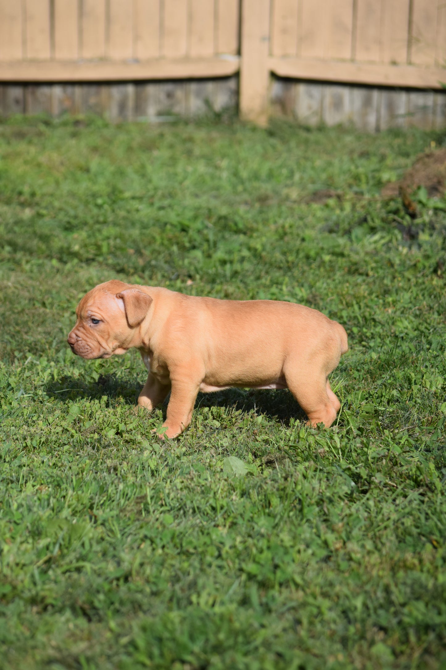 Ferd The Bull PR ⚔ PR Isabella aka Izzy * Female #2 * DOB: 7/24/26 * AVAILABLE