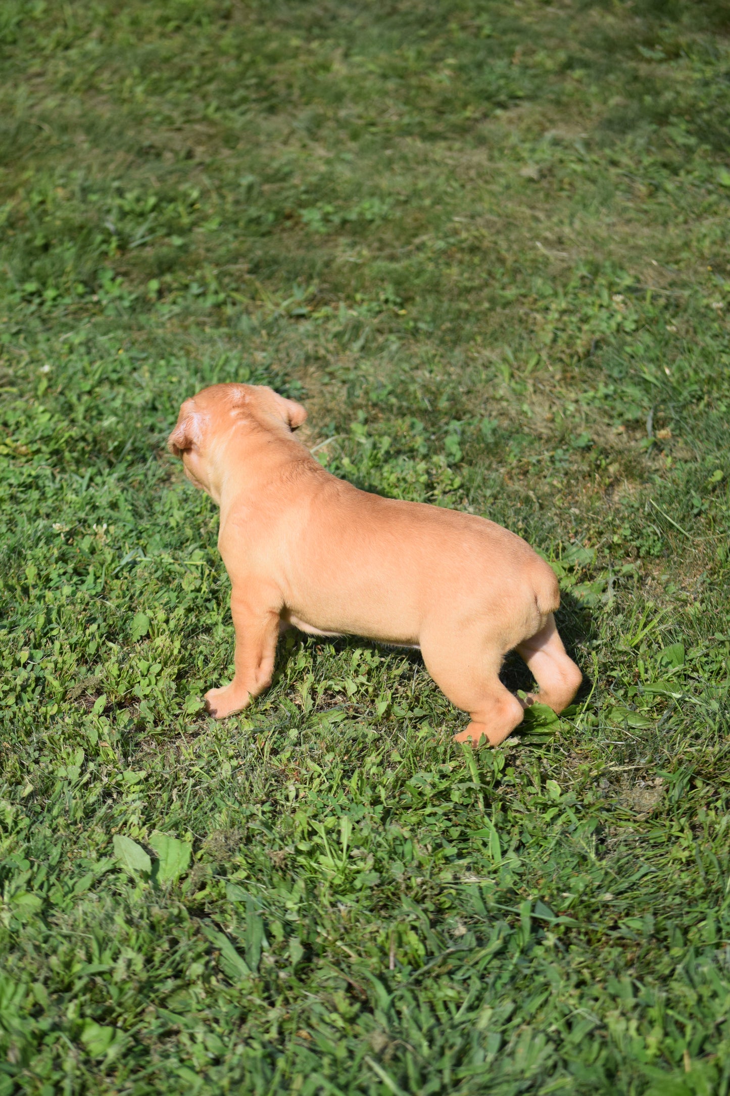 Ferd The Bull PR ⚔ PR Isabella aka Izzy * Female #2 * DOB: 7/24/26 * AVAILABLE