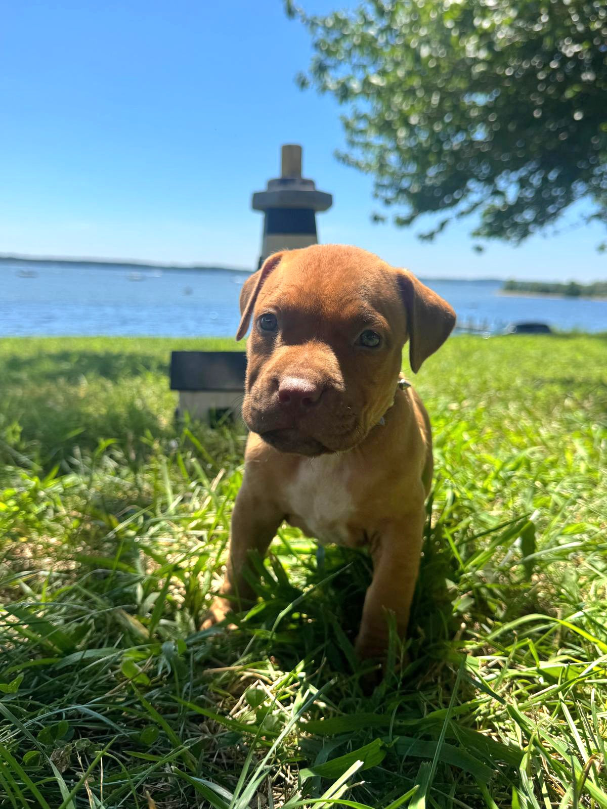 SOLD * PR Cerberus aka Brandy The Pitbull ⚔ PR Klosowski's BooJee 1st PICK MALE * RESERVED