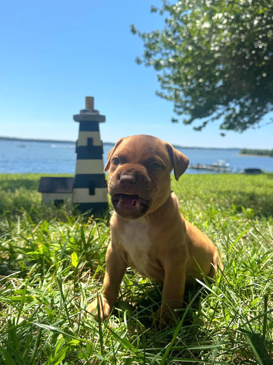 SOLD * PR Cerberus aka Brandy The Pitbull â PR Klosowski's BooJee 1st PICK MALE * RESERVED