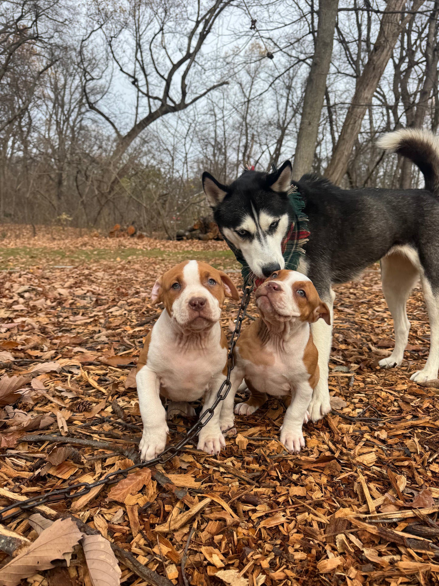 PR The Boo Dogg ⚔ PR Madusa son/ TANK * DOB: 9/20/25