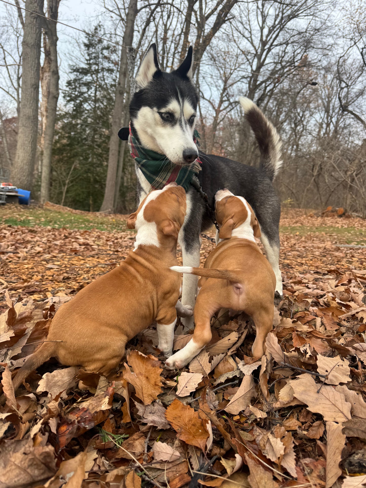 PR The Boo Dogg ⚔ PR Madusa son/ TANK * DOB: 9/20/25