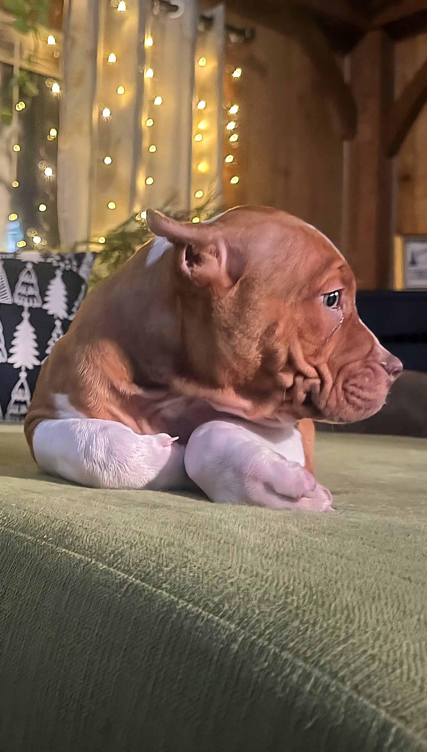 PR The Boo Dogg ⚔ PR Madusa son/ TANK * DOB: 9/20/25 AVAILABLE