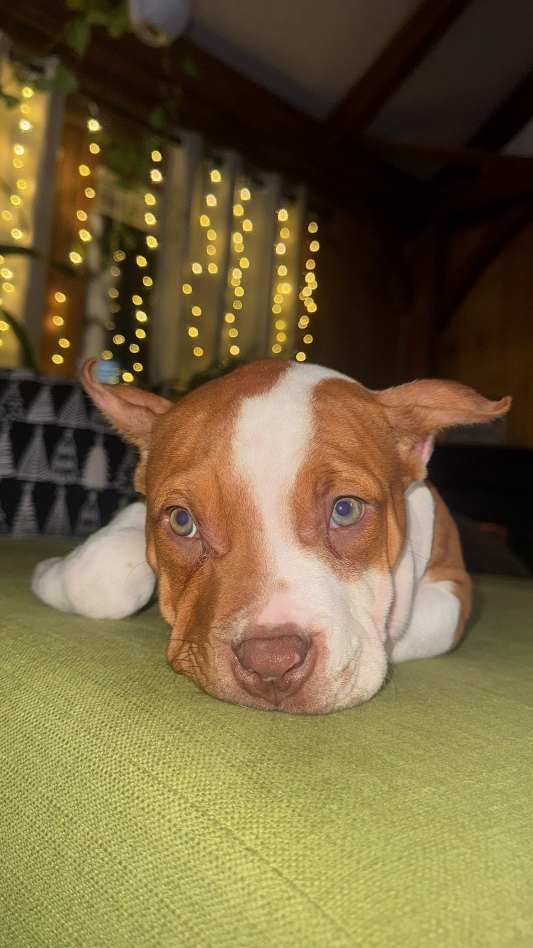 PR The Boo Dogg ⚔ PR Madusa son/ TANK * DOB: 9/20/25 AVAILABLE