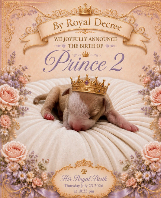 Ferd The Bull PR ⚔ PR Isabella aka Izzy * 2nd pick MALE * DOB: 7/24/26 * AVAILABLE