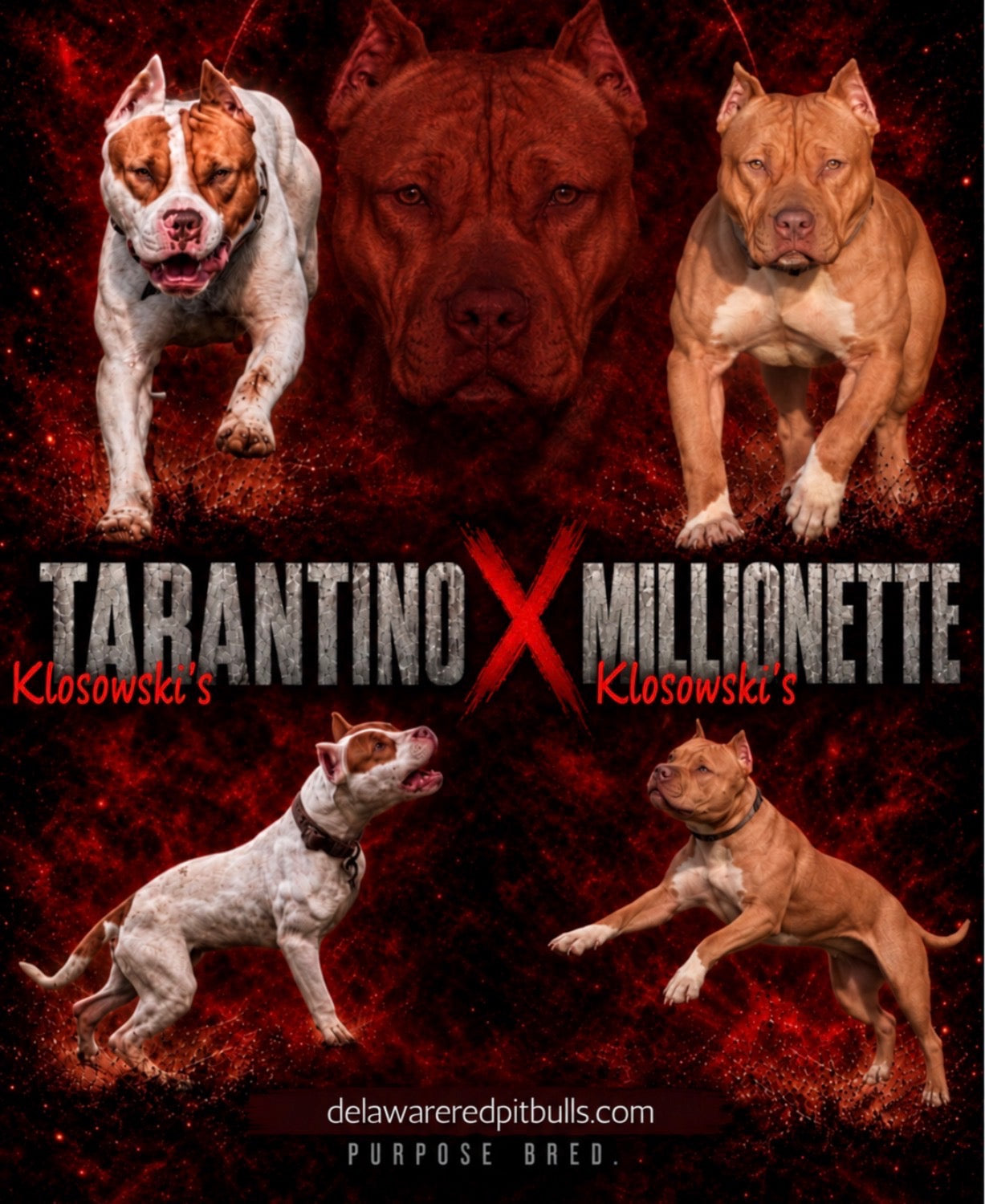 PR Klosowski's TaranTino ⚔ PR Klosowski's/  Millionette * 3rd pick FEMALE * 1k Reservation Deposit