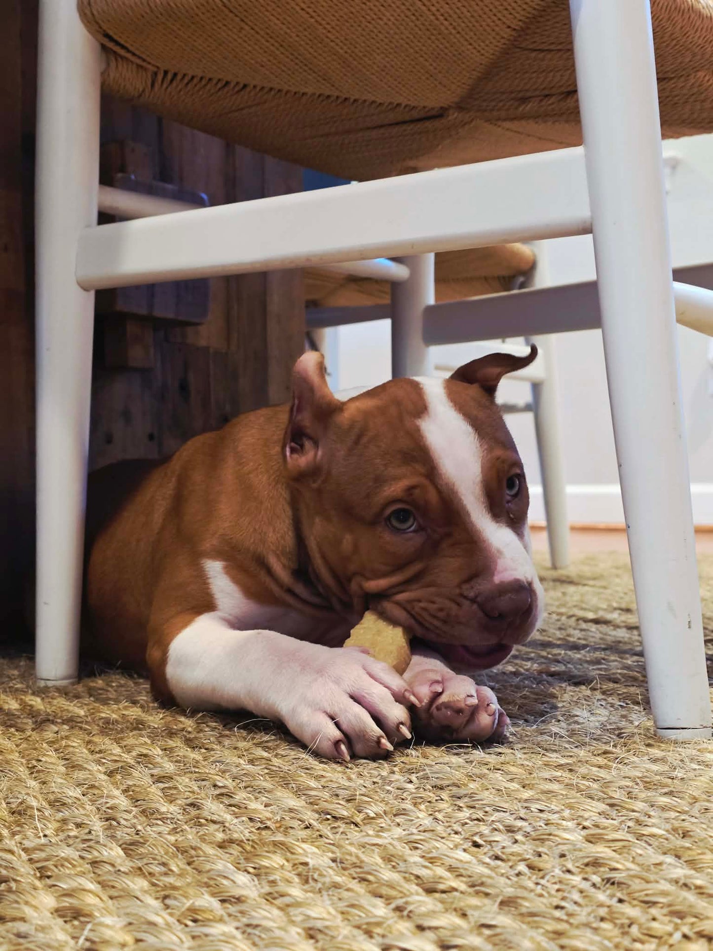 PR The Boo Dogg ⚔ PR Madusa son/ TANK * DOB: 9/20/25 AVAILABLE