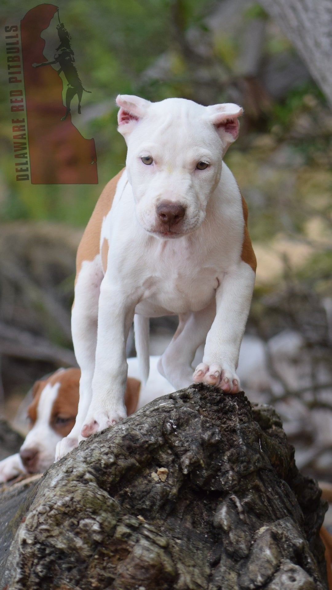 PR Cerberus aka Brandy The Pitbull ⚔ PR BooJee * " PERU " Female 1st pick of the litter * NOW READY