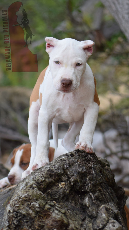 PR Cerberus aka Brandy The Pitbull ⚔ PR BooJee * " PERU " Female 1st pick of the litter * NOW READY