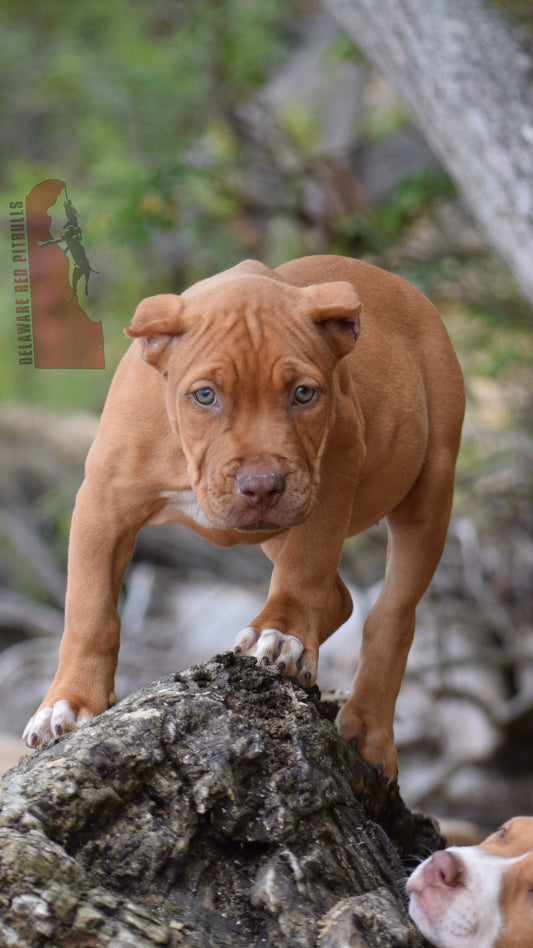 PR Cerberus aka Brandy The Pitbull TM ⚔ PR BooJee Female " La PEARLA " * NOW READY