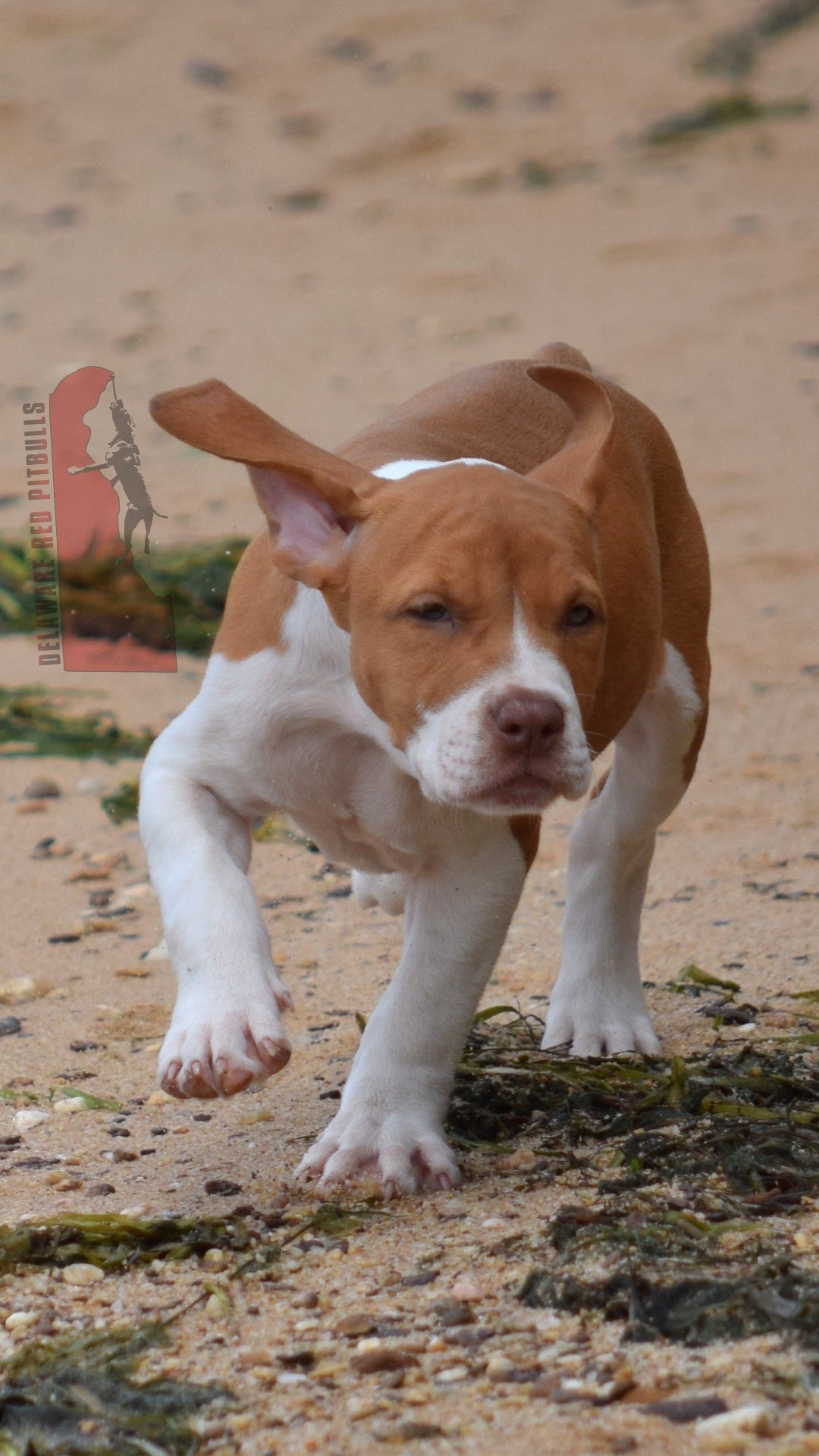 PR Cerberus aka Brandy The Pitbull TM ⚔ PR Boojee daughter * " TINY TINA "  *  NOW READY