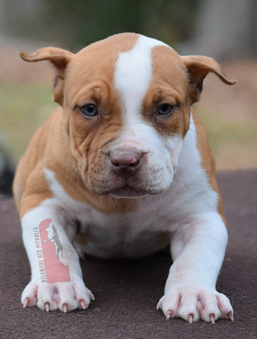 PR The Boo Dogg ⚔ PR Madusa son/ TANK * DOB: 9/20/25