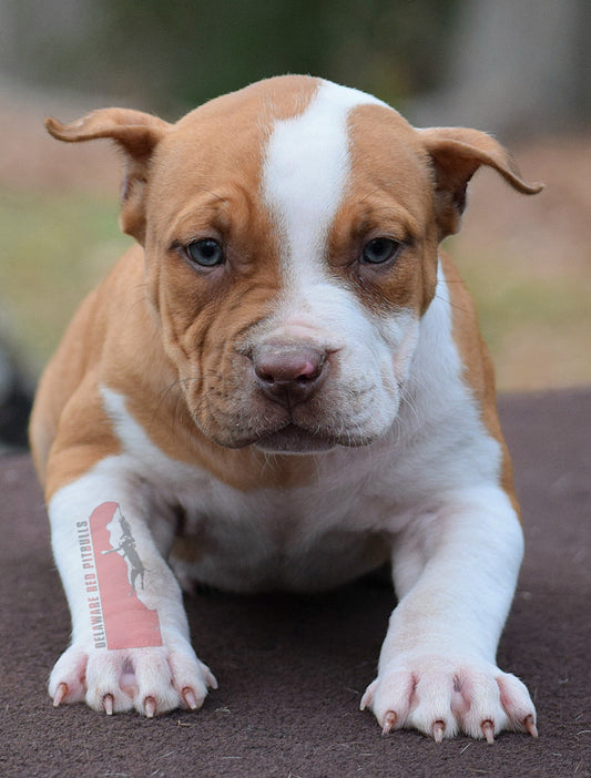 PR The Boo Dogg ⚔ PR Madusa son/ TANK * DOB: 9/20/25