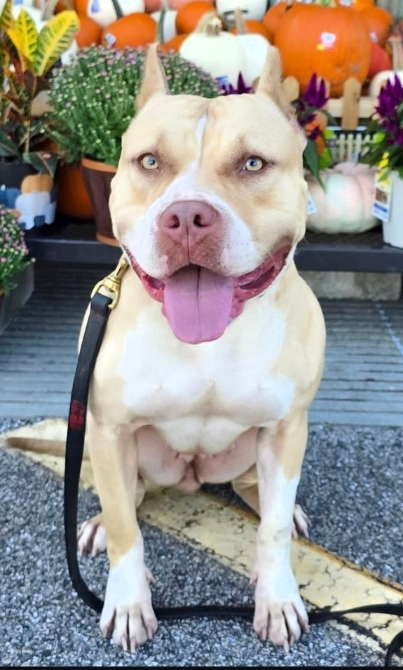 Ferd The Bull PR ⚔ PR Isabella aka Izzy * 2nd pick MALE * DOB: 7/24/26 *