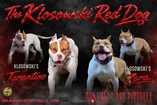 PR Klosowski's TaranTino ⚔ PR Klosowski's/  Zara * 2nd pick MALE * 1k Reservation Deposit