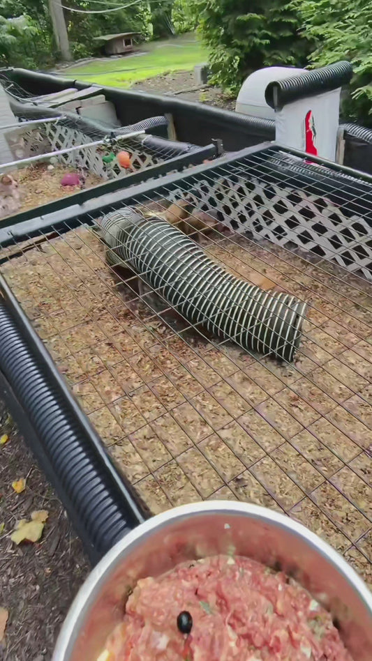 PR Cerberus aka Brandy The Pitbull ⚔ PR BooJee * Female Pick #2 RESERVATION DEPOSIT