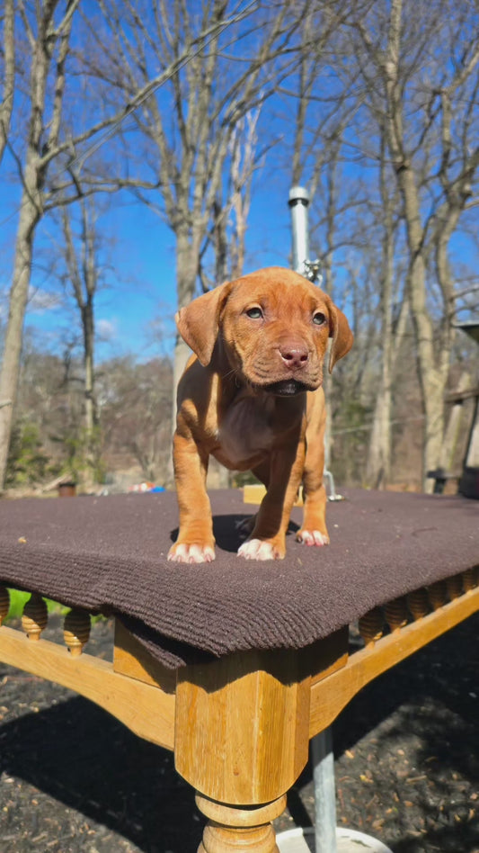 PR Cerberus aka Brandy The Pitbull ⚔ PR BooJee * BEETHOVEN * 1st Pick Male #1 * DOB 2/8/2026