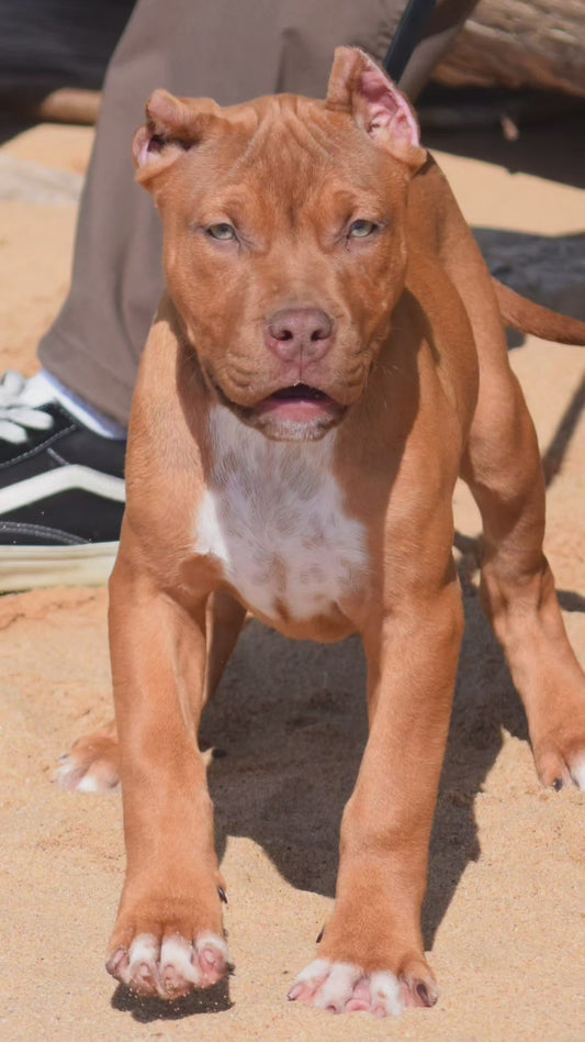 PR Cerberus aka Brandy The Pitbull ⚔ PR BooJee * Cera * DOB 2/8/2026 * NOW AVAILABLE
