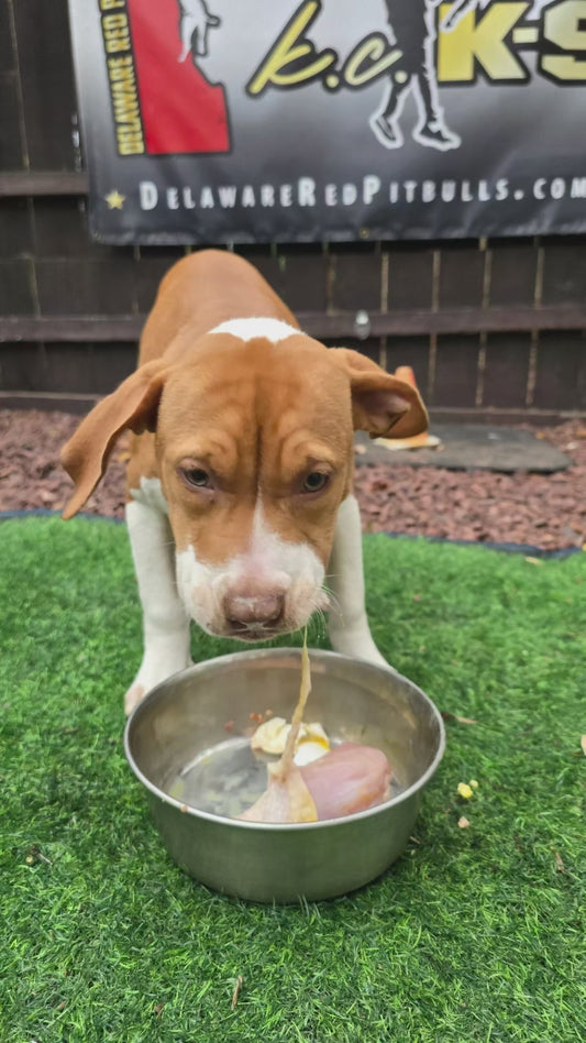 PR Cerberus aka Brandy The Pitbull TM ⚔ PR Boojee daughter * " Chili "  *  NOW READY