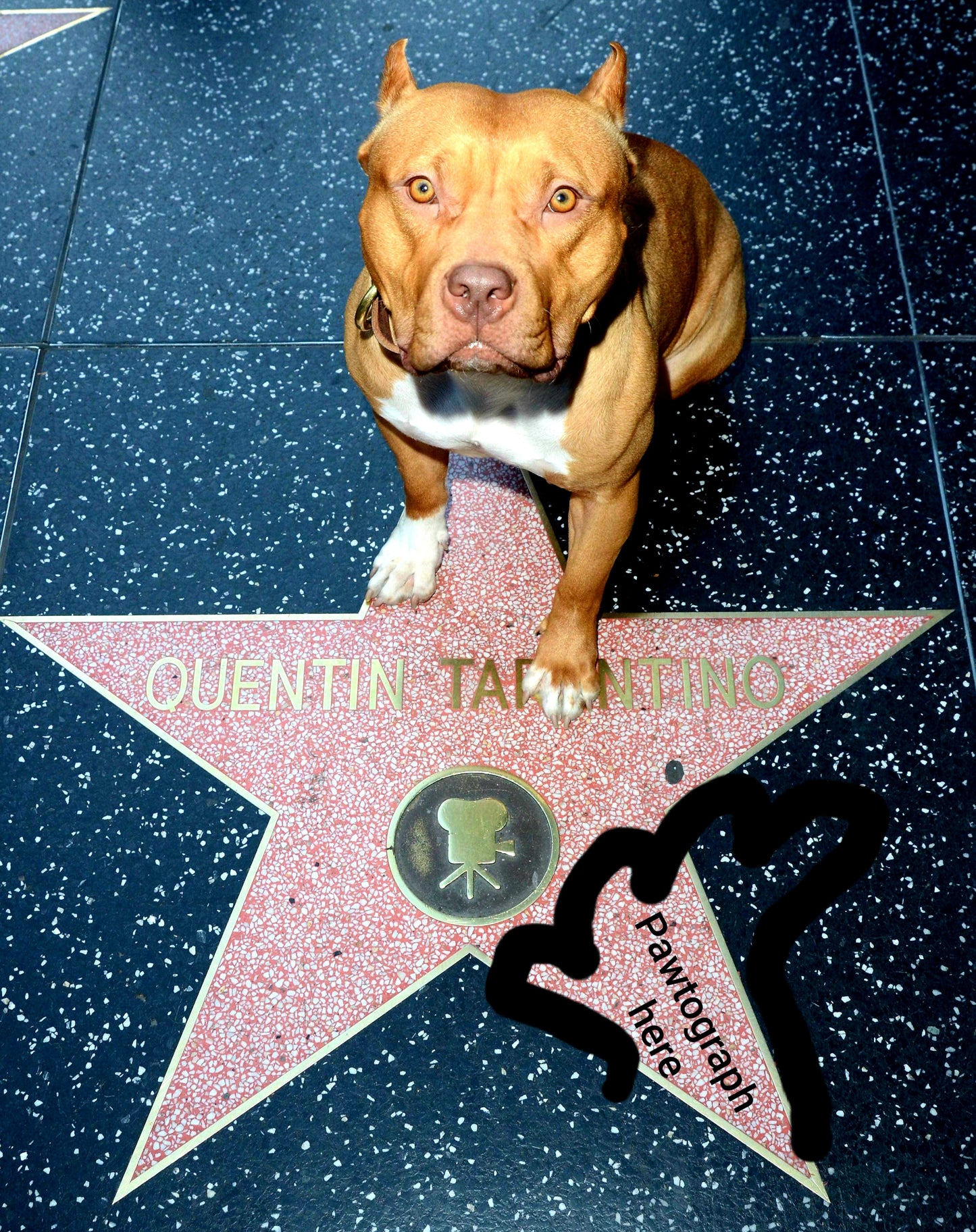 Brandy Hollywood Star Pawtographed Picture by Sayuri. Official-authentic. LIMITED