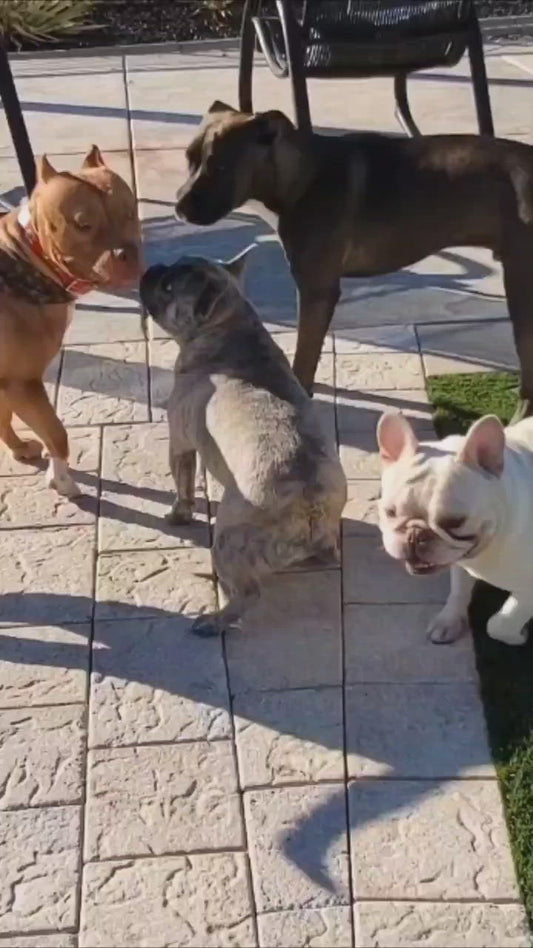 Dog For Hire - Sayuri aka "Brandy the Pit Bull"