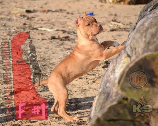Samson and Asia - Female #1