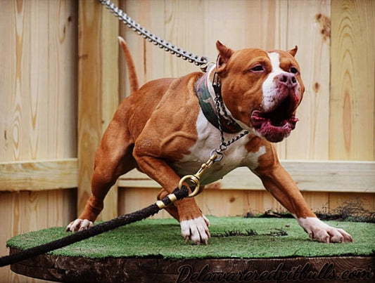 Dog For Hire - Cerberus "Klosowski Red Dog"