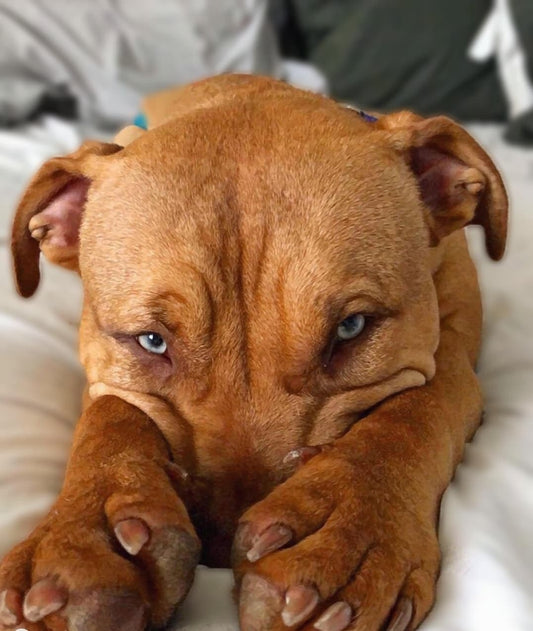 Tier 2 - Klosowski's Associates Degree