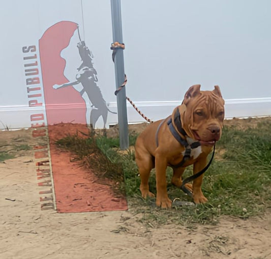 Samson and Asia - "GOONIES BOY"  Male #1 ( Jaxx III ) Working/Experienced home only